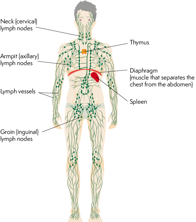Lymphoma Action The Lymphatic System